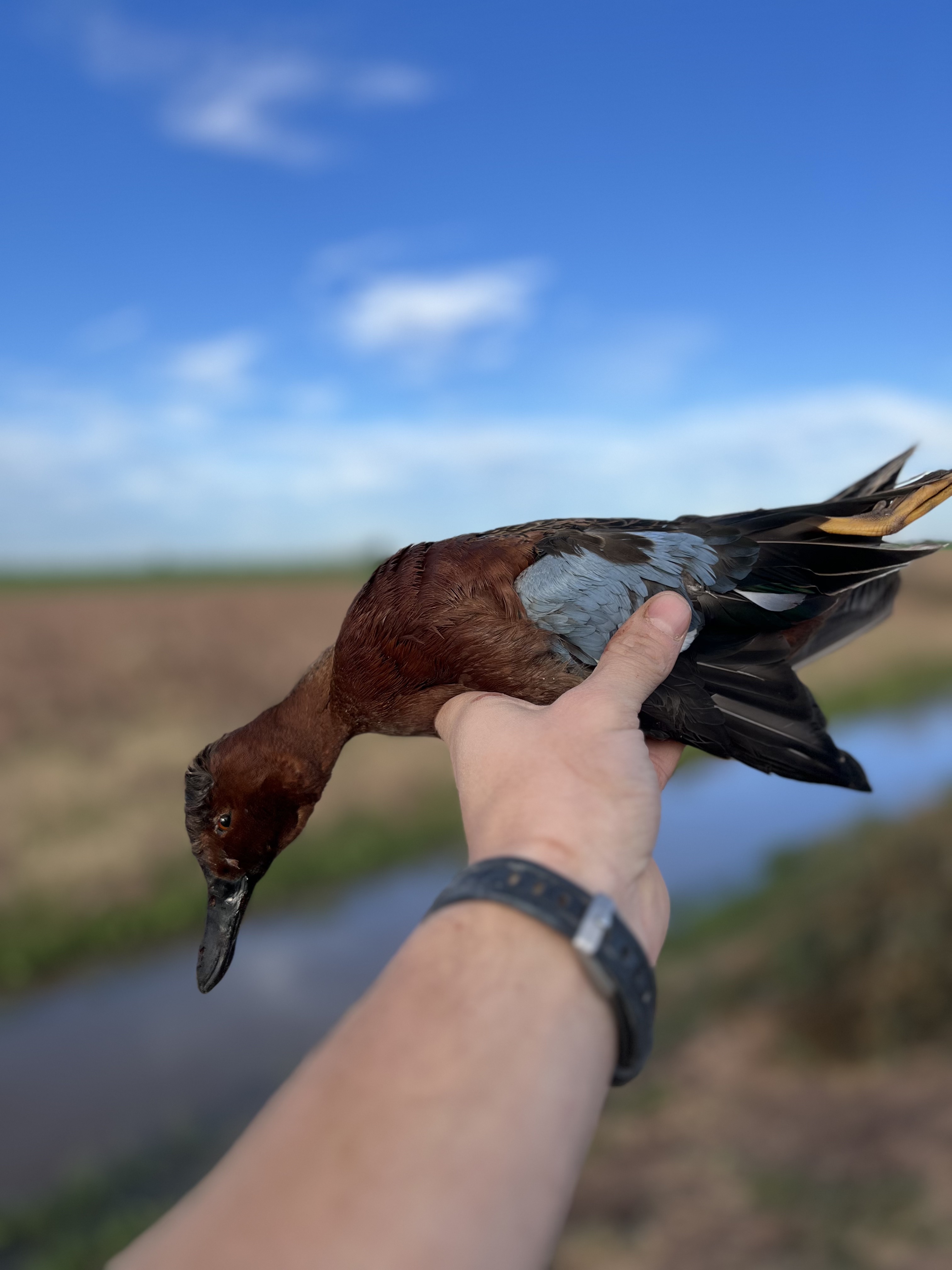 Duck Hunting in Mexico Planning & Travel Best Practices Okayest Media